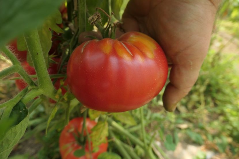 GREEK (7) - GREEK DOMATA