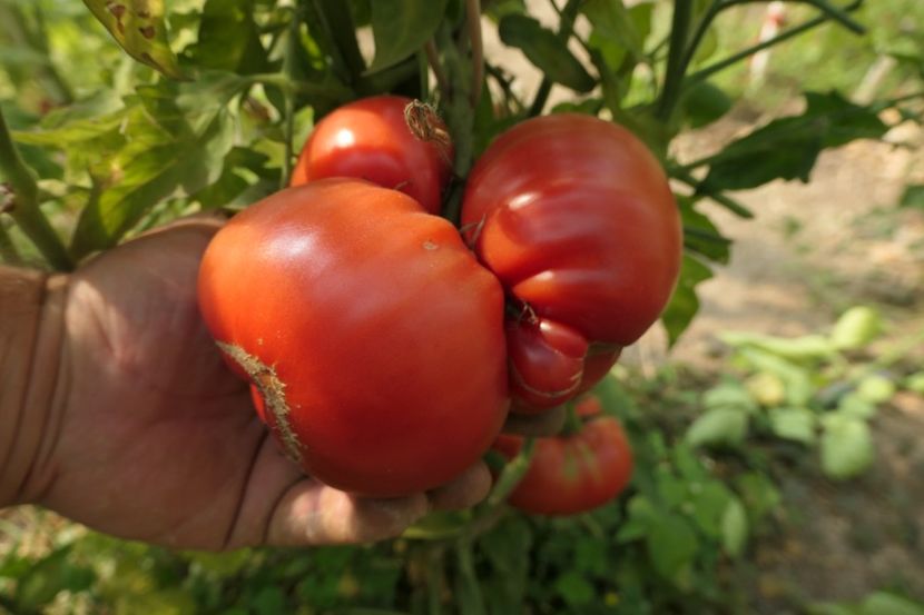 GREEK (10) - GREEK DOMATA