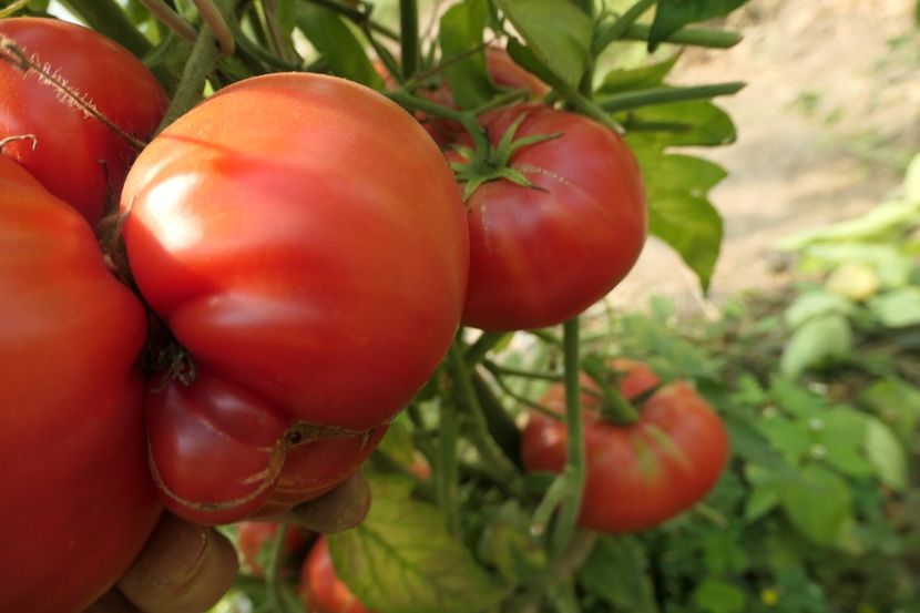 GREEK (11) - GREEK DOMATA