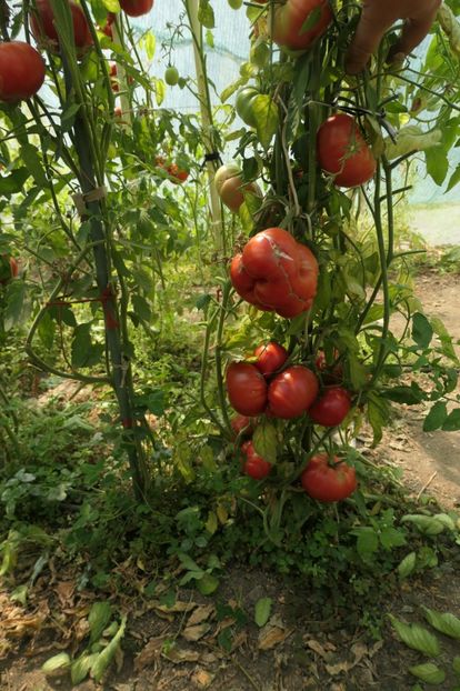 GREEK (13) - GREEK DOMATA