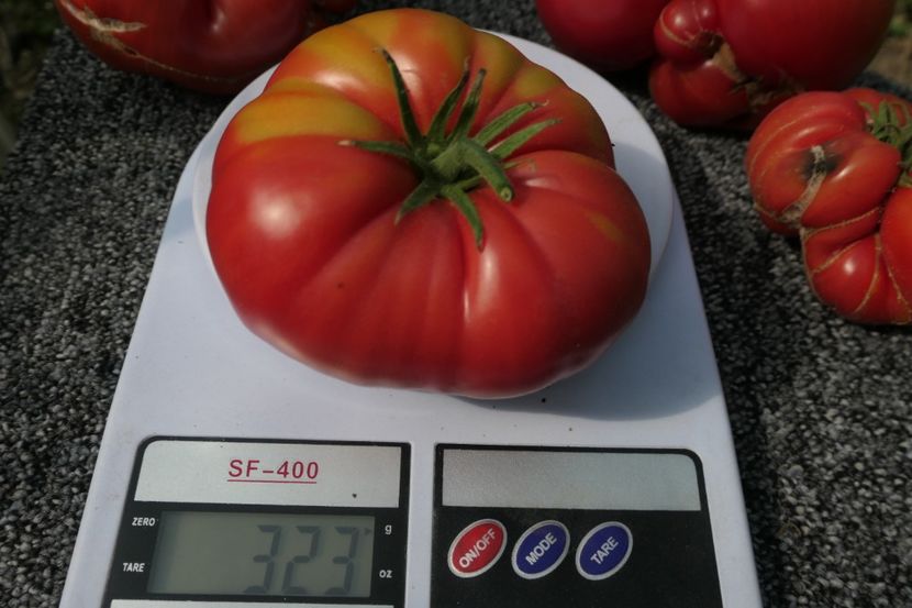 GREEK DOMATA (10) - GREEK DOMATA