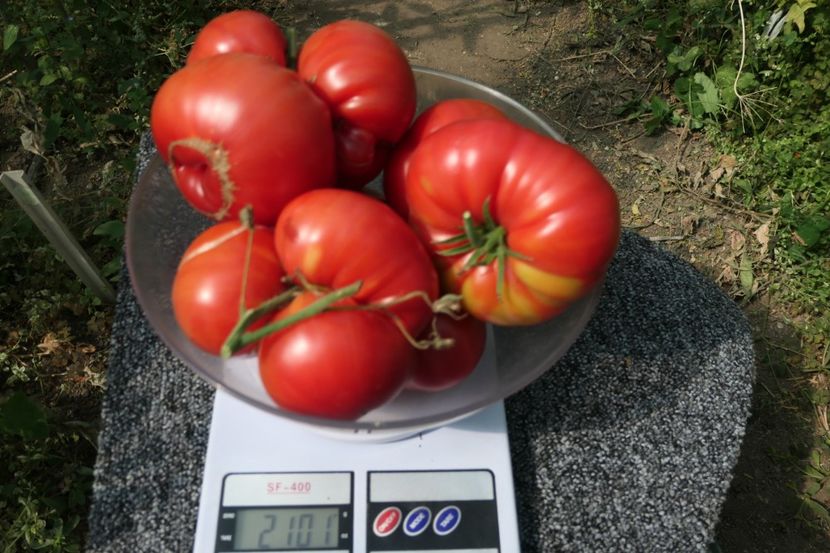 GREEK DOMATA -DE LA O PLANTĂ - GREEK DOMATA