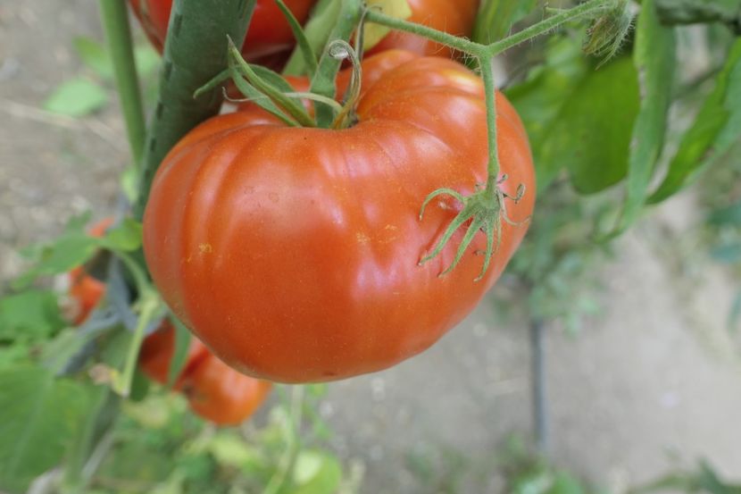 GIGANT ROȘU FLORIAN (5) - GIGANT ROȘU FLORIAN