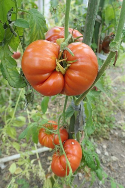 GIGANT ROȘU FLORIAN (7) - GIGANT ROȘU FLORIAN