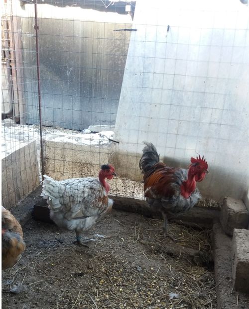  - Z GGT POT ALBASTRU 2019