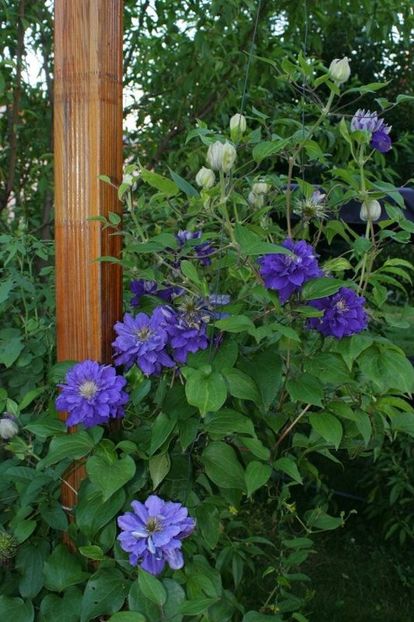  - Clematis grandiflora Kiri Te Kanawa