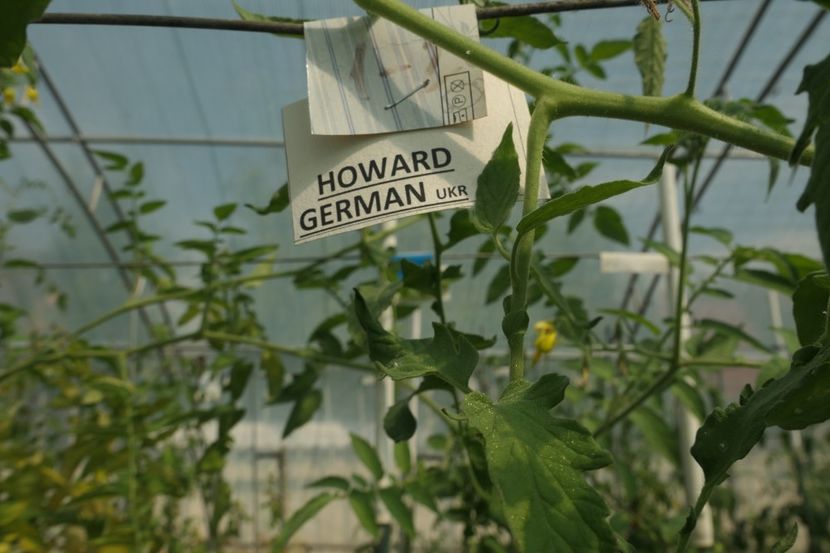 HOWARD GERMAN (17) - HOWARD GERMAN