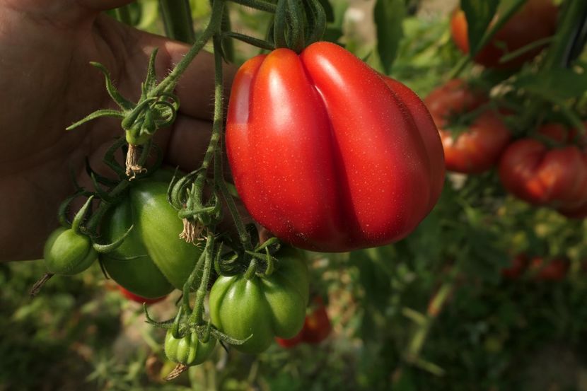 ITALIAN-AMERICAN GOLDMANS (1) - ITALIAN-AMERICAN GODMANS-AMISH