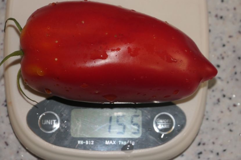 JERSEY GIANT (1) - JERSEY GIANT