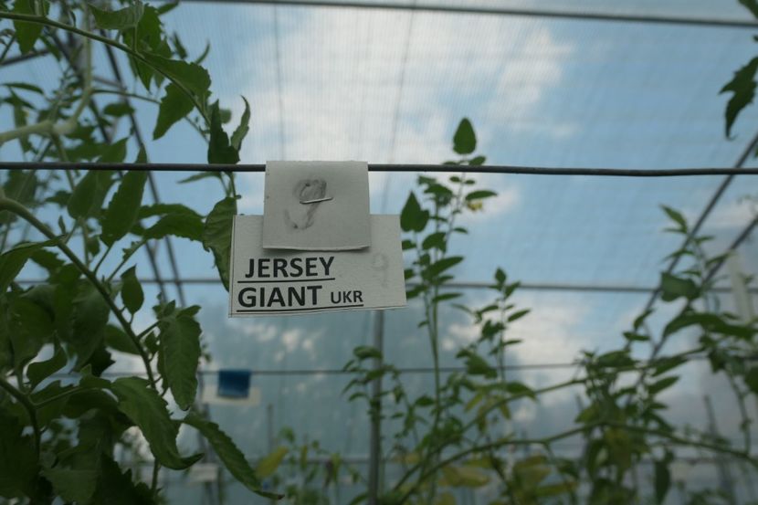 JERSEY GIANT (18) - JERSEY GIANT