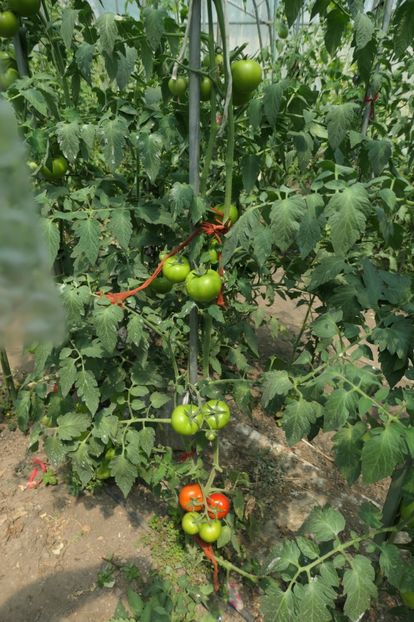 KLASS F1 (3)PR - KLASS F1