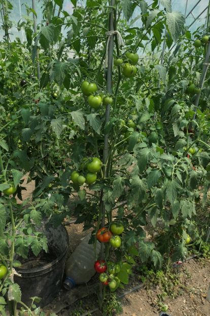 KLASS F1 (6)PR - KLASS F1