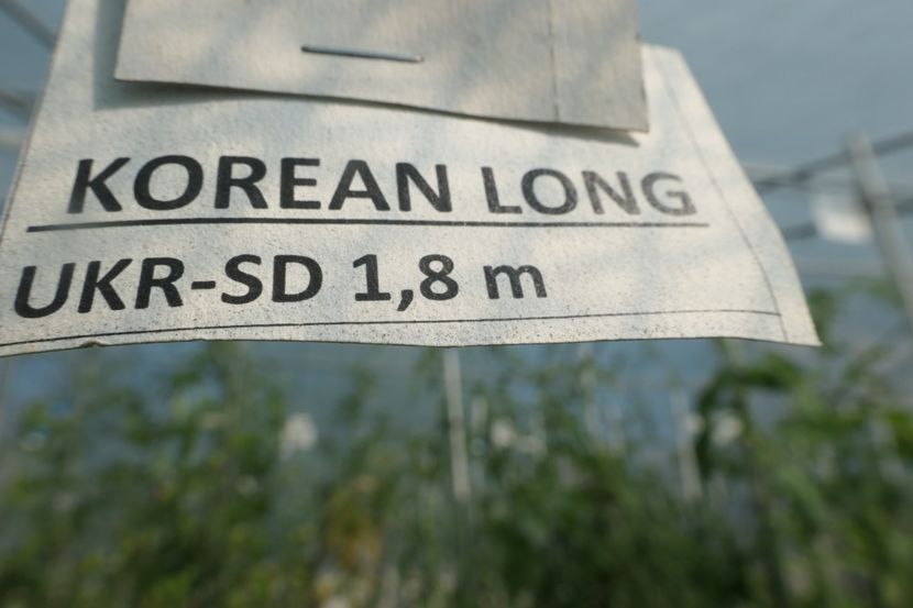 KOREAN LONG  (30) - KOREAN LONG