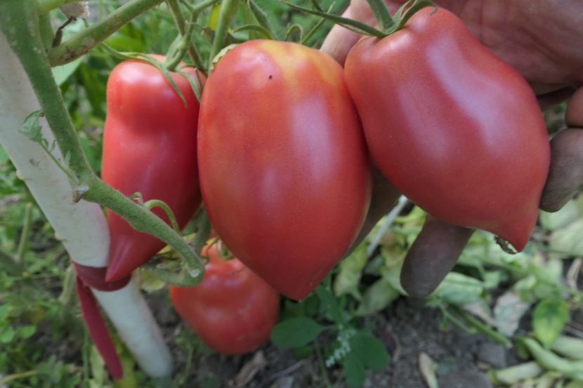 KOREAN LONG  (31) - KOREAN LONG