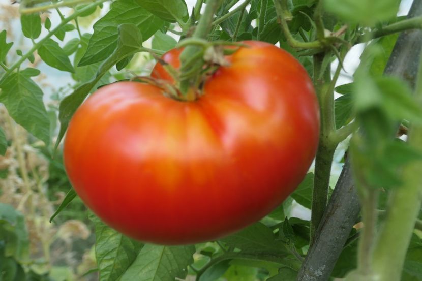 KOT TIMOFEY (1) - KOT TIMOFEY-COTOIUL TIMOFEY