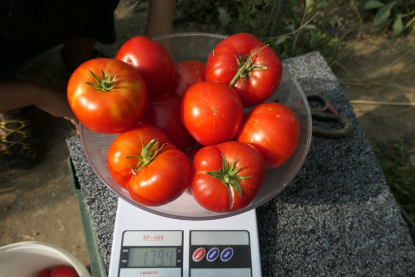 KOT TIMOFEY (6) - KOT TIMOFEY-COTOIUL TIMOFEY