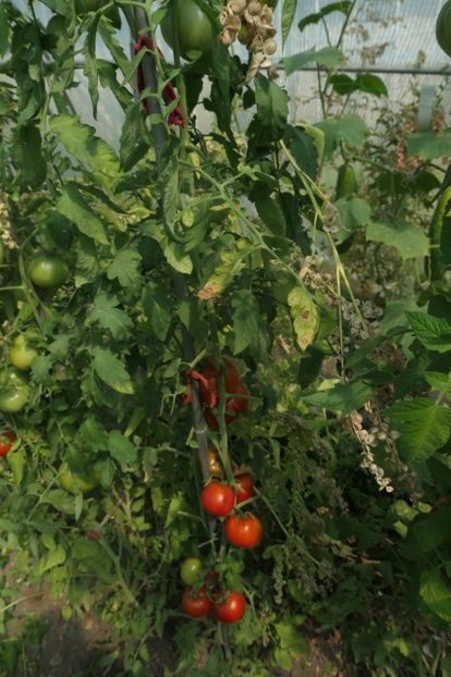 KOT TIMOFEY (9) - KOT TIMOFEY-COTOIUL TIMOFEY