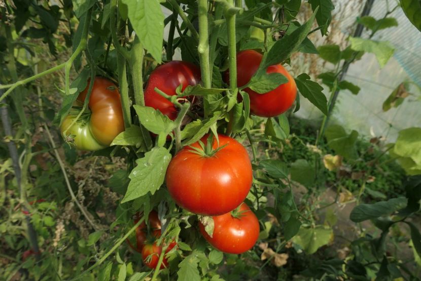 KOT TIMOFEY (20) - KOT TIMOFEY-COTOIUL TIMOFEY