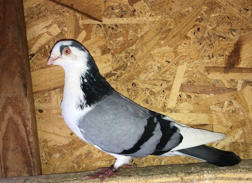 6993  mascul  2016 - 00001 porumbei dragi mie arhivă