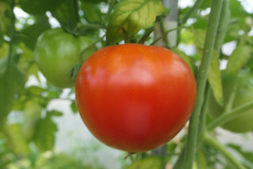 KUMA (1) - KUMA RED-NAȘA ROȘIE