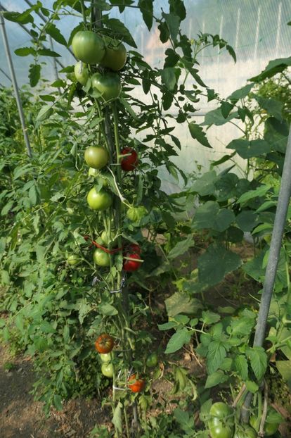 KUMA (4) - KUMA RED-NAȘA ROȘIE