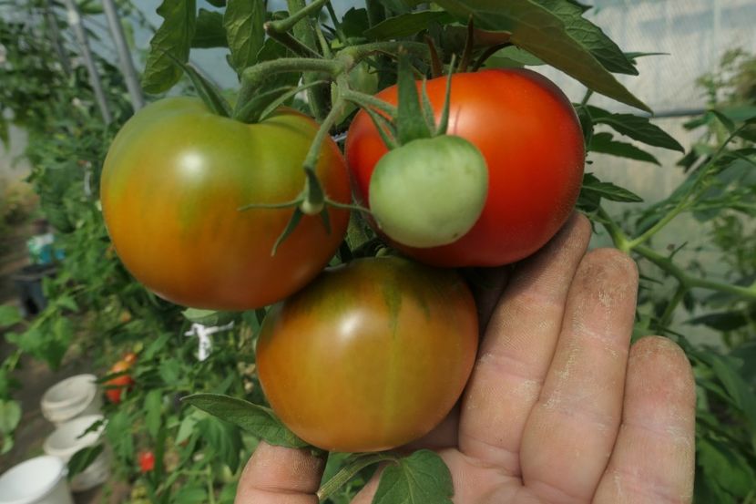 KUMA (10) - KUMA RED-NAȘA ROȘIE