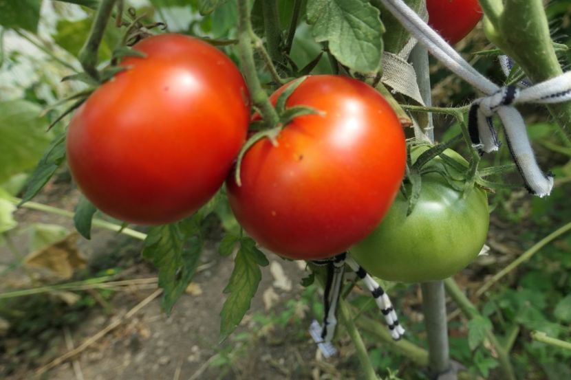 KUMA (13) - KUMA RED-NAȘA ROȘIE