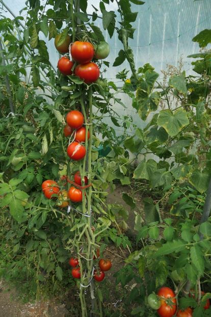 KUMA (16) - KUMA RED-NAȘA ROȘIE