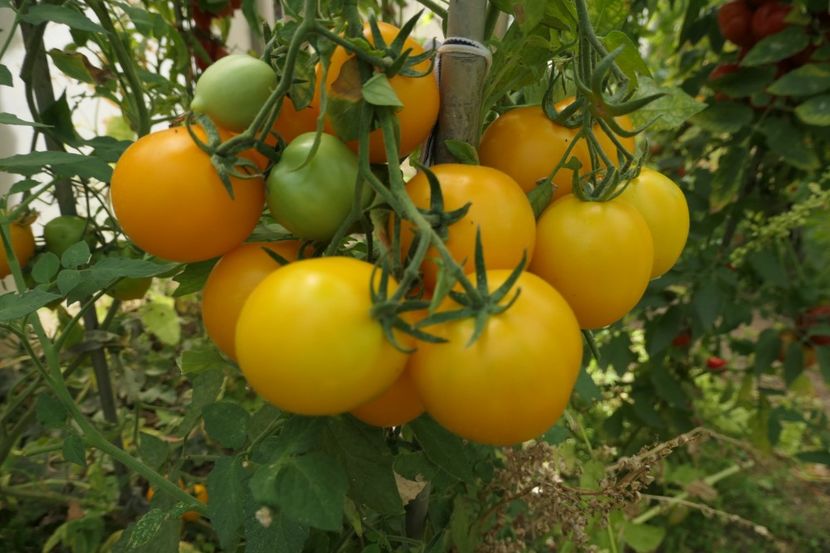 LIMON LIANA (15) - LIMON LIANA