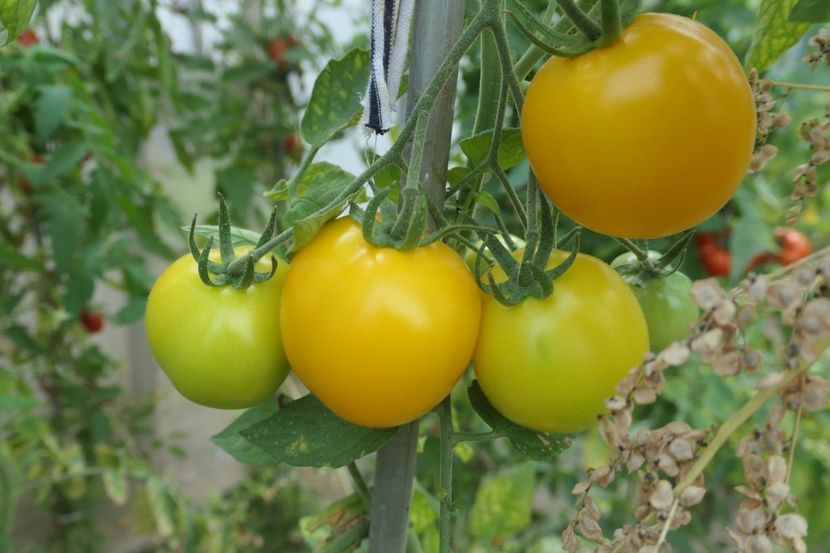 LIMON LIANA (25) - LIMON LIANA