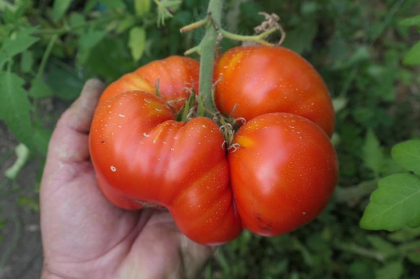 MATADOR (7) - MATADOR