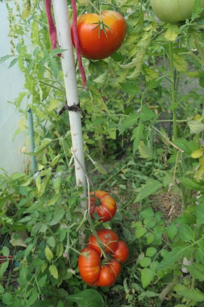 MATADOR (8) - MATADOR