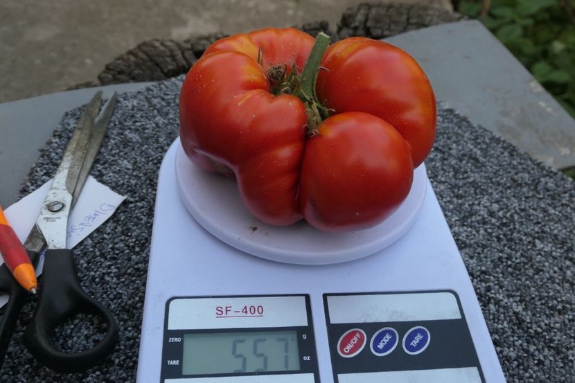 MATADOR (10) - MATADOR