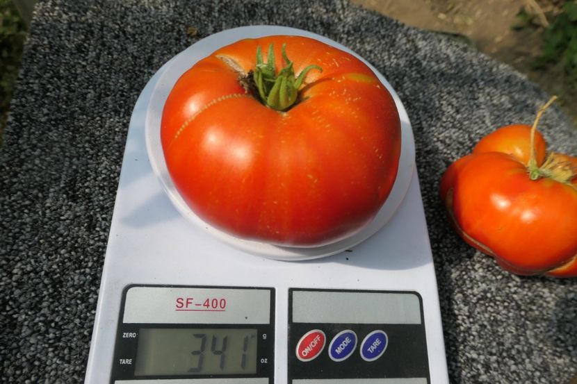 MATADOR (24) - MATADOR