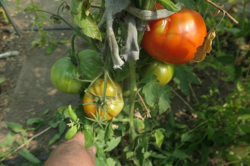 MELISSA (6) - MELISSA-CAUCAZIAN SHEPHERD -UKRAINA