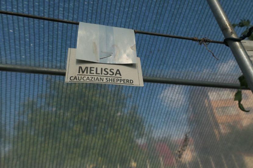 MELISSA (23) - MELISSA-CAUCAZIAN SHEPHERD -UKRAINA