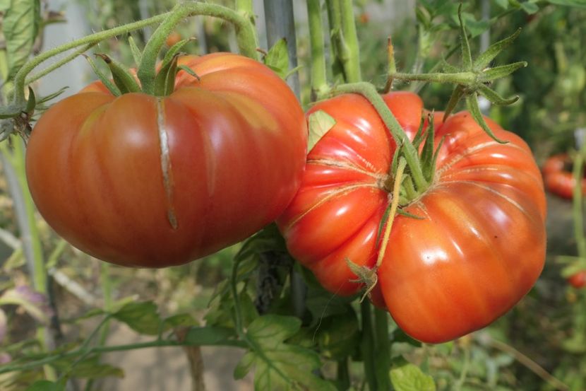 MILLIONAIRE (12) - MILLIONAIRE