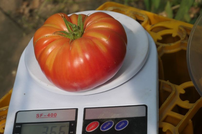 MILLIONAIRE (13) - MILLIONAIRE