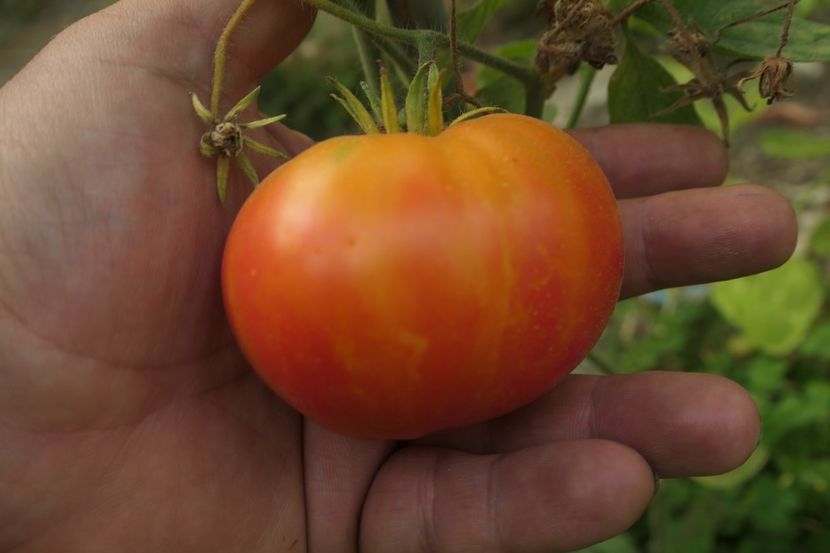 MISTERY (1) - MISTERY OF NATURE