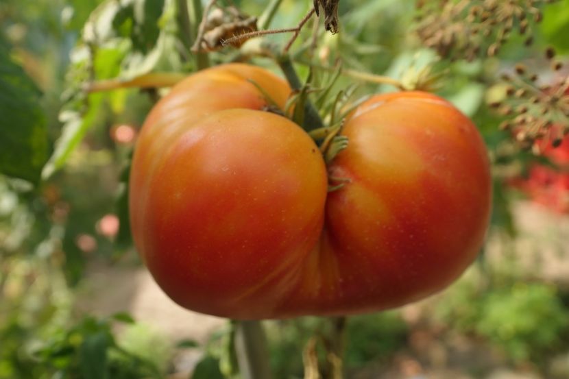 MISTERY (6) - MISTERY OF NATURE