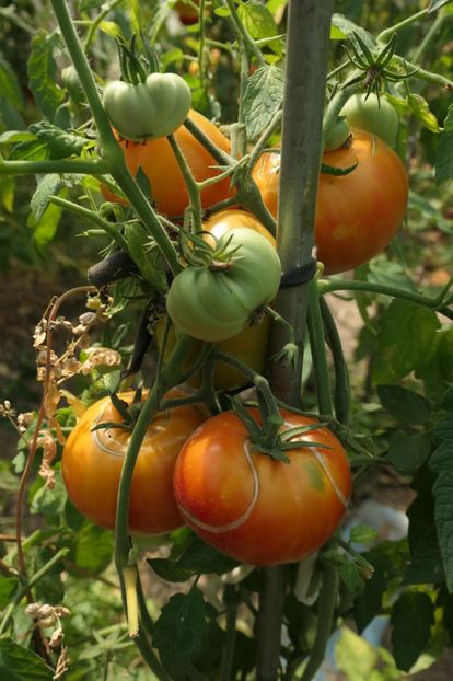 MISTERY (7) - MISTERY OF NATURE