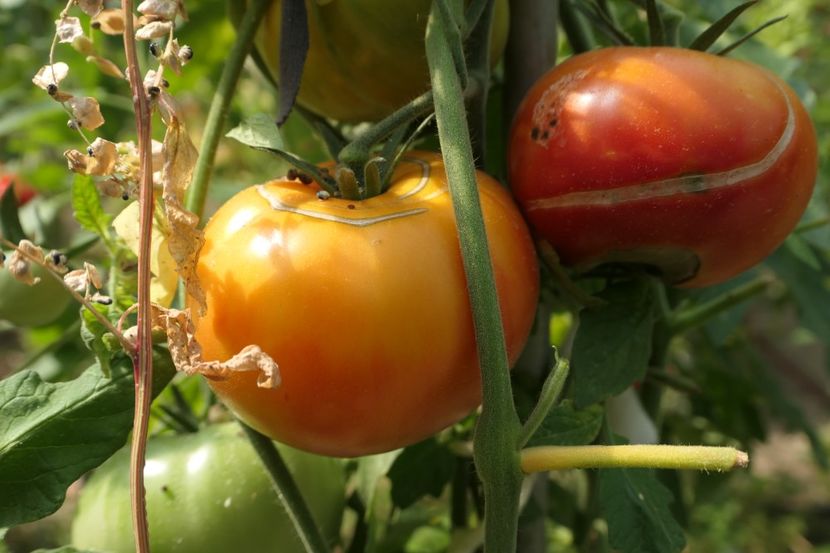 MISTERY (8) - MISTERY OF NATURE