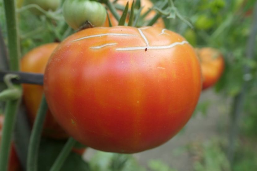 MISTERY (11) - MISTERY OF NATURE