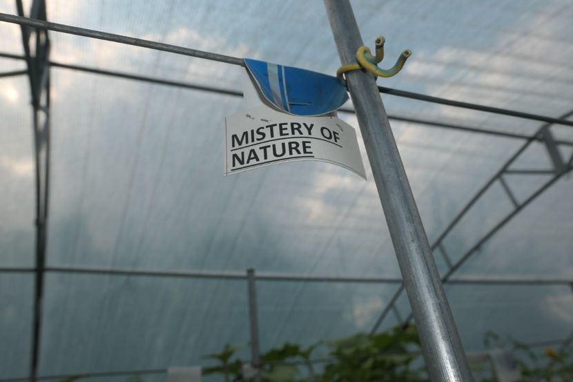 MISTERY (12) - MISTERY OF NATURE