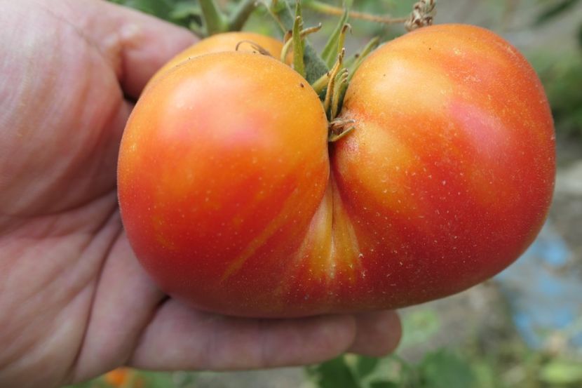 MISTERY (13) - MISTERY OF NATURE