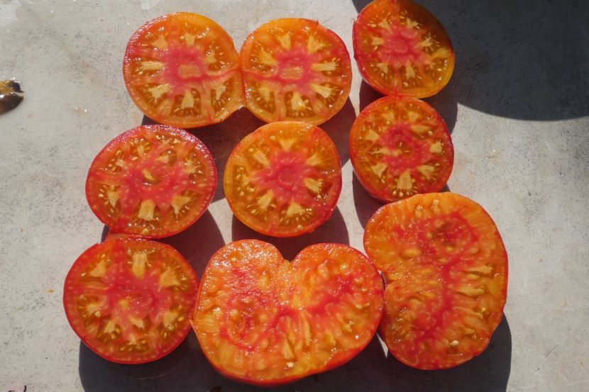 MISTERY OF NATURE (5) - MISTERY OF NATURE