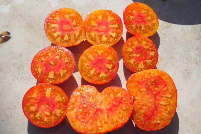 MISTERY OF NATURE (6) - MISTERY OF NATURE