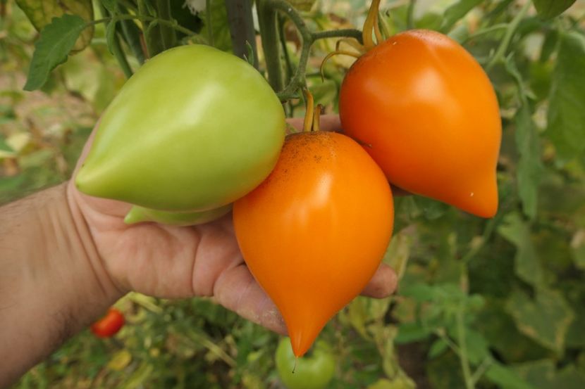 ORANGE PEPPER -UKR (1) - ORANGE PEPPER -UKRAINA