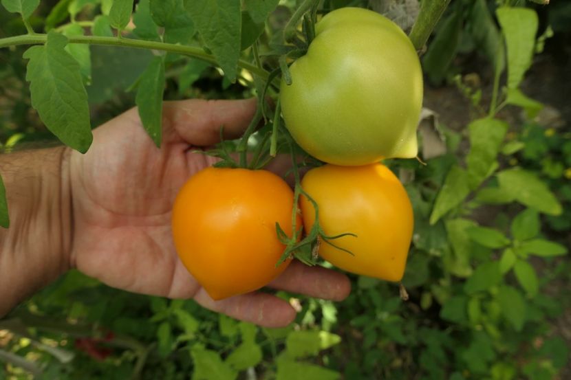 ORANGE PEPPER -UKR (2) - ORANGE PEPPER -UKRAINA