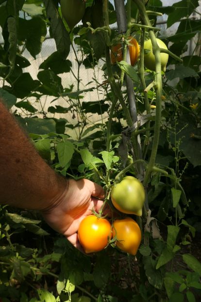 ORANGE PEPPER -UKR (3) - ORANGE PEPPER -UKRAINA